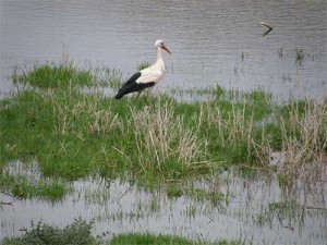 Storch3